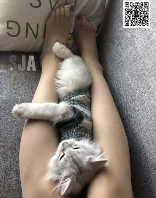 四虎免费观看